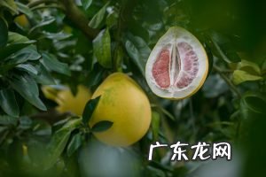 柚子果肉怎样剥好