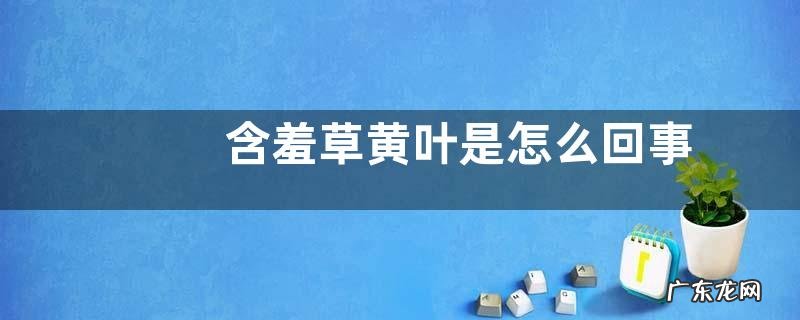 含羞草黄叶是怎么回事 叶片发黄是什么原因造成的