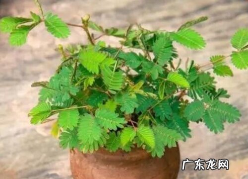 含羞草黄叶是怎么回事 叶片发黄是什么原因造成的