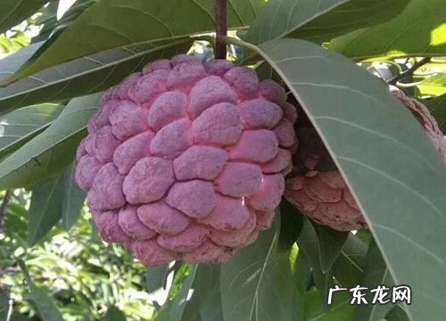 番荔枝是哪里的特产