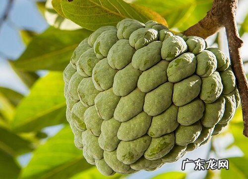 番荔枝是哪里的特产