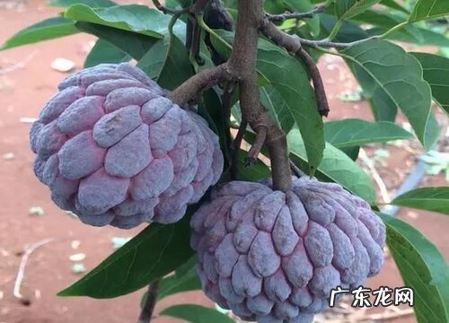 番荔枝是哪里的特产