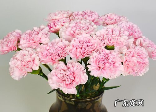 粉色康乃馨代表什么花语