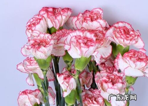 粉色康乃馨代表什么花语