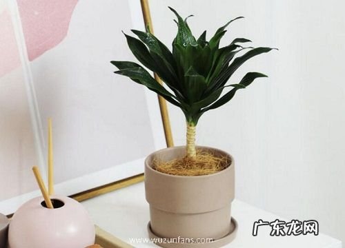 朱蕉水培好还是土培好