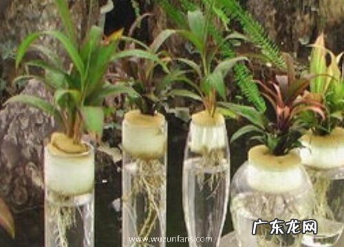 朱蕉水培好还是土培好