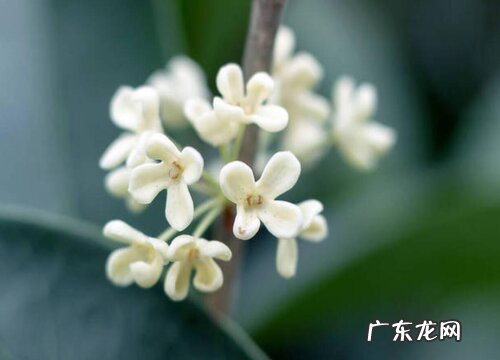 桂花是哪里的特产