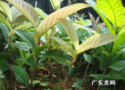 金花茶可以扦插吗