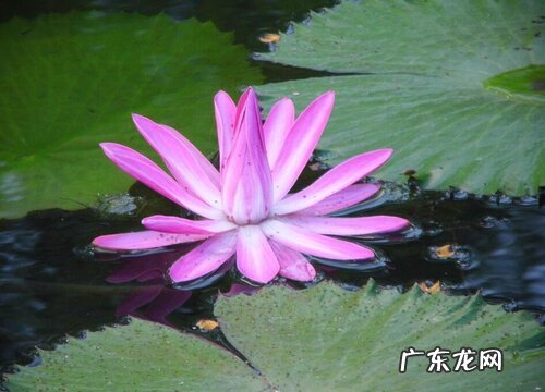 睡莲催花时间和方法