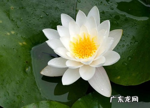 睡莲催花时间和方法