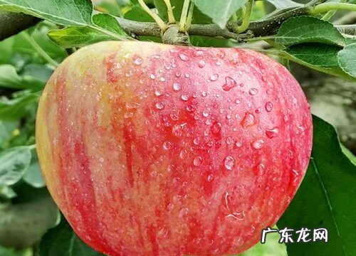 苹果是哪里的特产