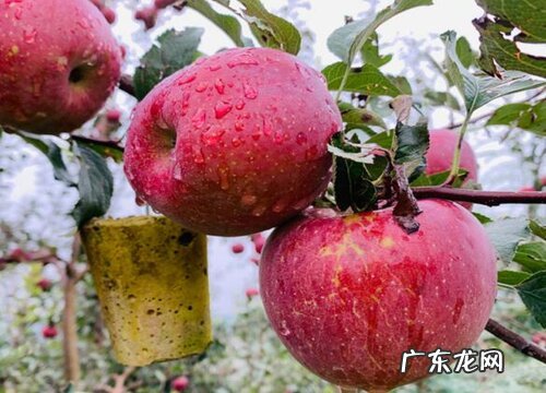 苹果是哪里的特产