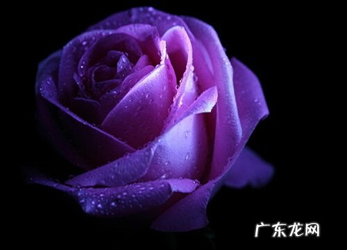 紫玫瑰代表什么花语