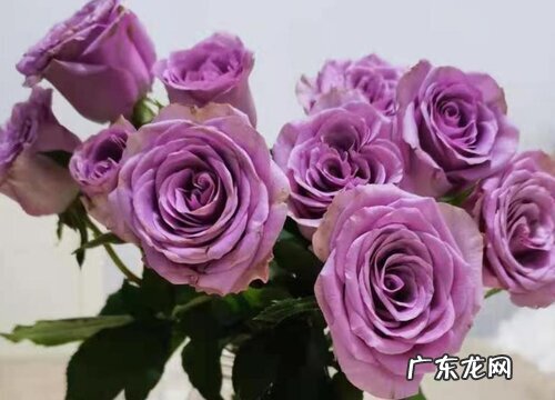 紫玫瑰代表什么花语