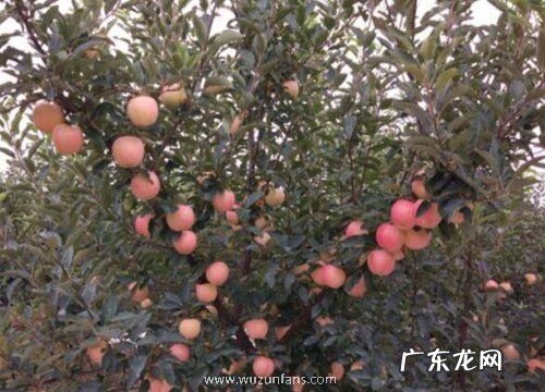 苹果生长条件和特性