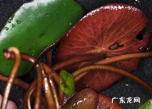 莼菜是哪里的特产