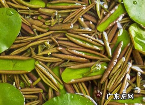 莼菜是哪里的特产