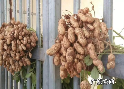 花生哪里产的最好吃