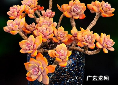 冬美人多肉怎么养护才好看