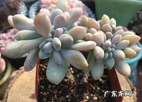 冬美人多肉怎么养护才好看