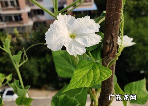 要点 盆栽葫芦的种植方法和时间 盆栽葫芦种植技术