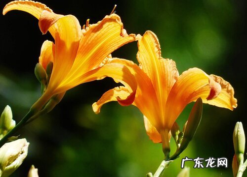 黄百合代表什么花语