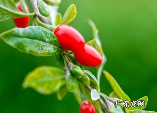 枸杞是哪里的特产