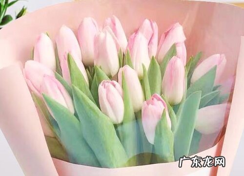 郁金香代表什么花语