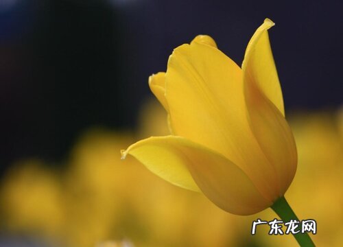 郁金香代表什么花语