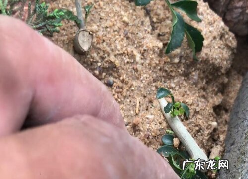 白蜡几月份扦插最好