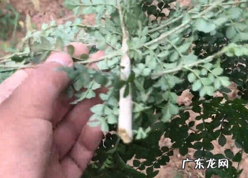 白蜡几月份扦插最好