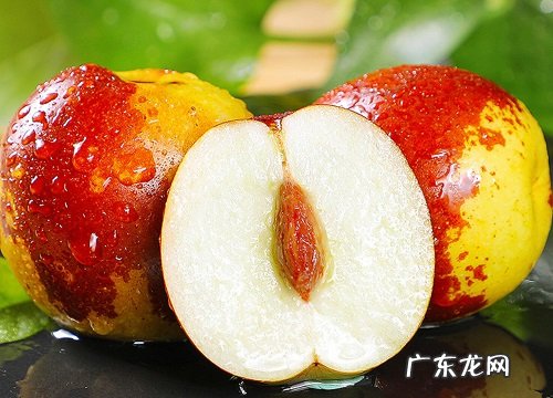 冬枣是哪里的特产