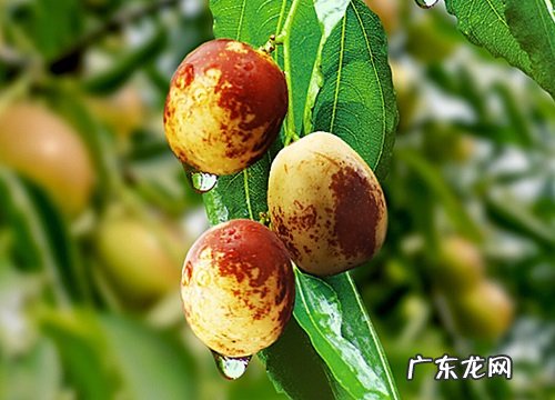 冬枣是哪里的特产