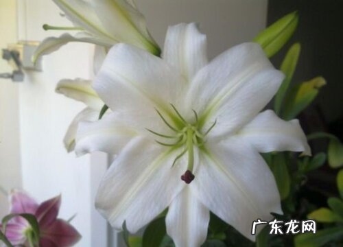 白百合花代表什么花语