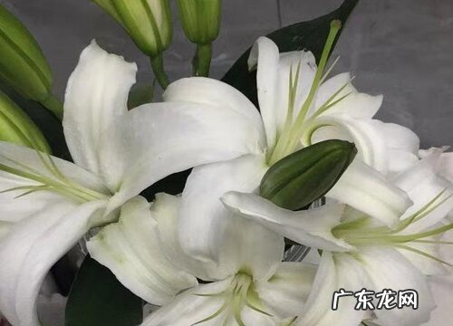 白百合花代表什么花语