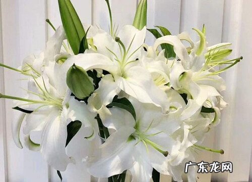 白百合花代表什么花语