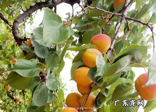 杏子是哪里的特产