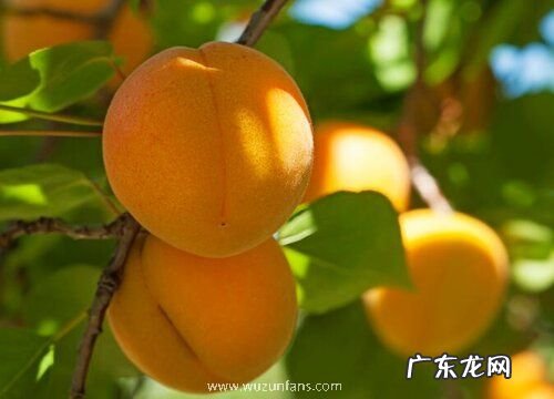 杏子是哪里的特产