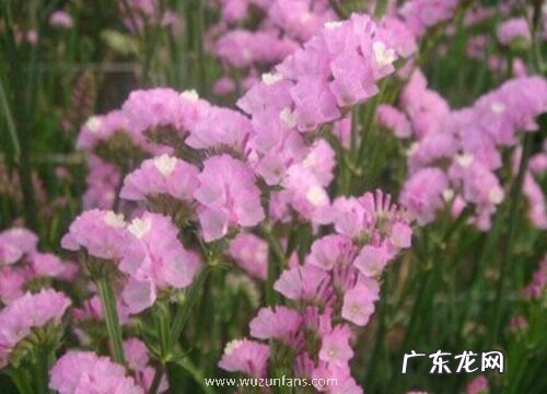 粉色的花代表什么花语