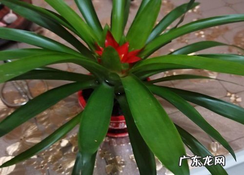 鸿运当头花谢了怎么办