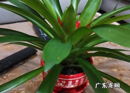 鸿运当头花谢了怎么办