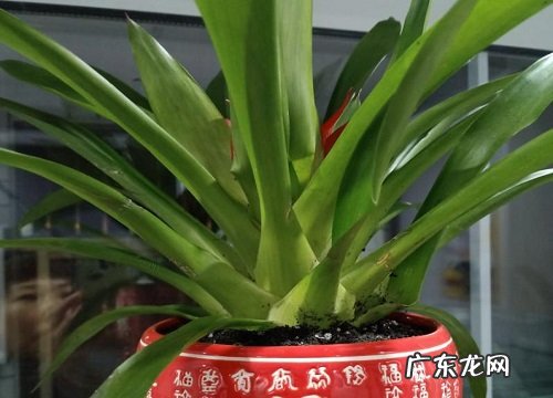 鸿运当头花谢了怎么办