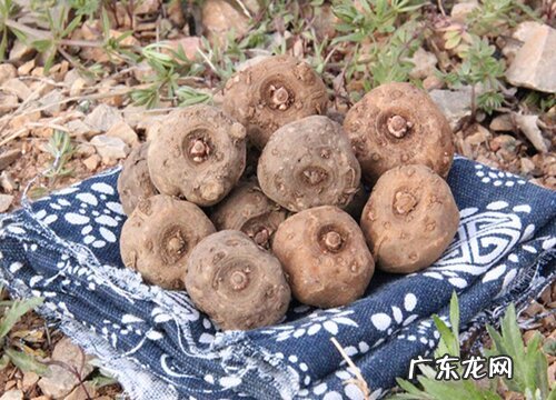 魔芋是哪里的特产