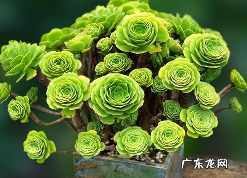 绿羊绒的风水寓意和摆放位置