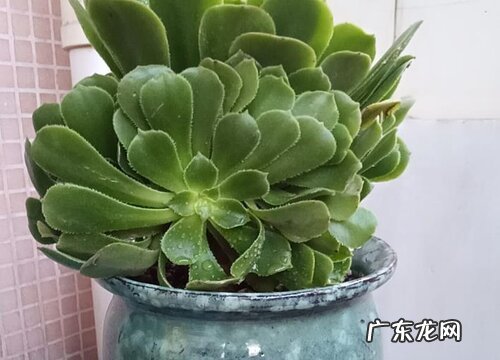 绿羊绒的风水寓意和摆放位置