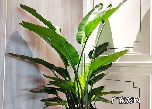 天堂鸟的风水寓意和摆放位置