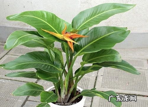 天堂鸟的风水寓意和摆放位置