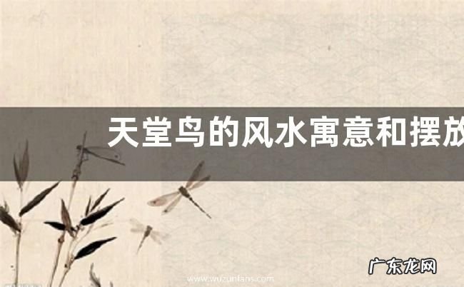 天堂鸟的风水寓意和摆放位置