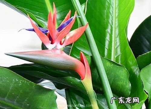 天堂鸟的风水寓意和摆放位置