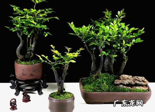 黑骨茶盆景的风水寓意和摆放位置